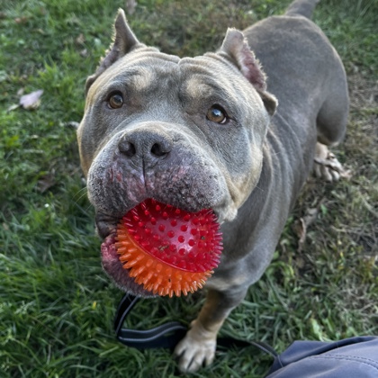 CLARICE - Mixed Breed, Large (over 44 lbs fully grown) / Mix available for adoption