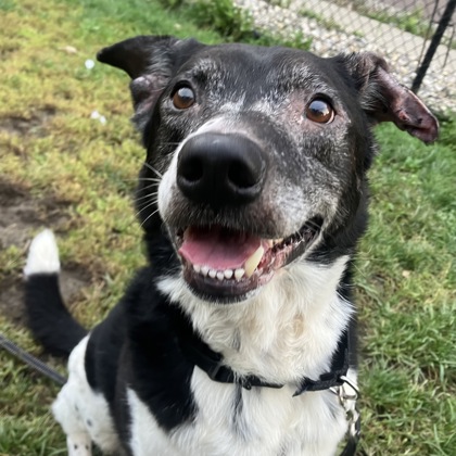CHARLIE - Mixed Breed, Large (over 44 lbs fully grown) / Mix available for adoption