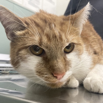 BETTE MIDLER - Domestic Shorthair / Mix available for adoption