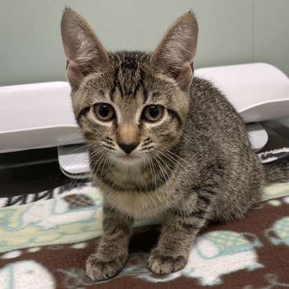 BREAKER - Domestic Shorthair / Mix available for adoption