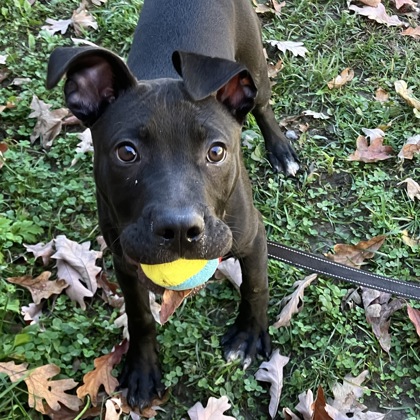TUCSON - Mixed Breed, Medium (up to 44 lbs fully grown) / Mix available for adoption
