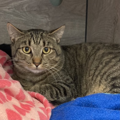 SKATES - Domestic Shorthair / Mix available for adoption