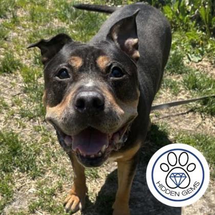 SHADY - Mixed Breed, Large (over 44 lbs fully grown) / Mix available for adoption