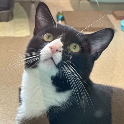 JAM - Domestic Shorthair / Mix available for adoption