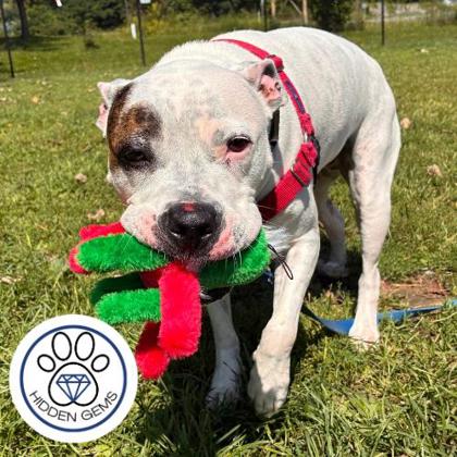 ASPEN - Mixed Breed, Medium (up to 44 lbs fully grown) / Mix available for adoption