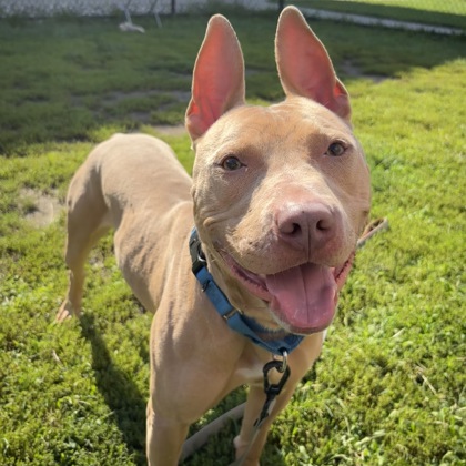 CALZONE - Mixed Breed, Large (over 44 lbs fully grown) / Mix available for adoption