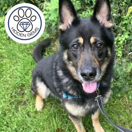 RAY - Mixed Breed, Large (over 44 lbs fully grown) / Mix available for adoption