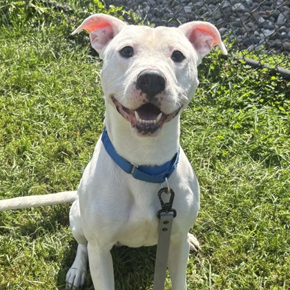 GANDALF - Mixed Breed, Large (over 44 lbs fully grown) / Mix for adoption in Albany
