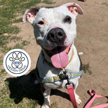 MILO - Mixed Breed, Large (over 44 lbs fully grown) / Mix for adoption in Albany