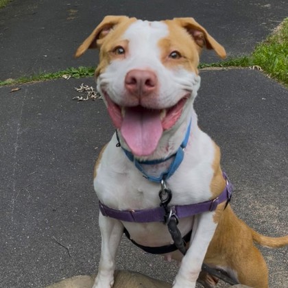 SOMBRA - Mixed Breed, Medium (up to 44 lbs fully grown) / Mix available for adoption