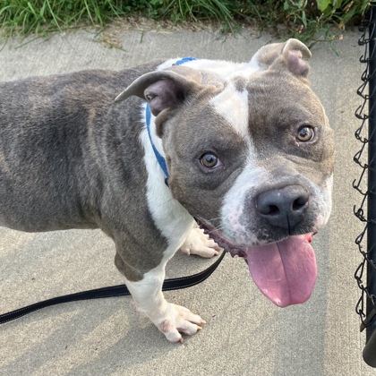 WRIGLEY - Mixed Breed, Large (over 44 lbs fully grown) / Mix available for adoption