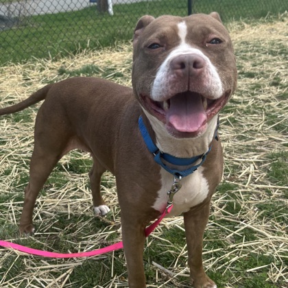 NALA - Mixed Breed, Large (over 44 lbs fully grown) / Mix available for adoption