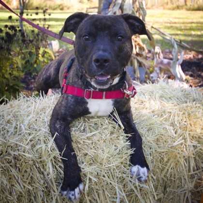 POGO - Mixed Breed, Large (over 44 lbs fully grown) / Mix available for adoption