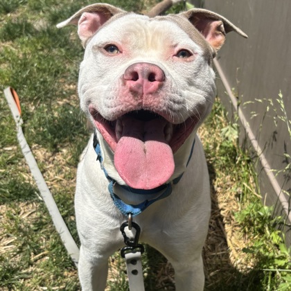 CHAMPY - Mixed Breed, Large (over 44 lbs fully grown) / Mix available for adoption