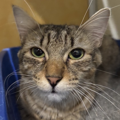 AMIYAH - Domestic Shorthair / Mix available for adoption