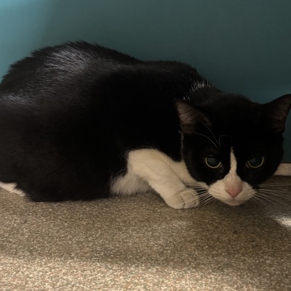 ANGEL - Domestic Shorthair / Mix available for adoption
