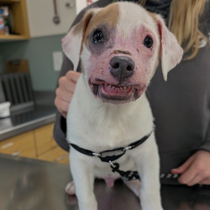 ALMOND - Mixed Breed, Medium (up to 44 lbs fully grown) / Mix available for adoption