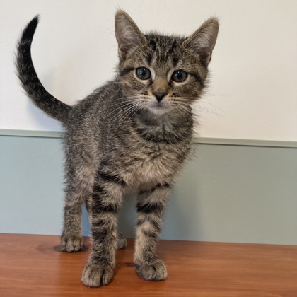 ROWAN - Domestic Shorthair / Mix available for adoption