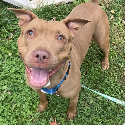 CHEYENNE - Mixed Breed, Large (over 44 lbs fully grown) / Mix available for adoption