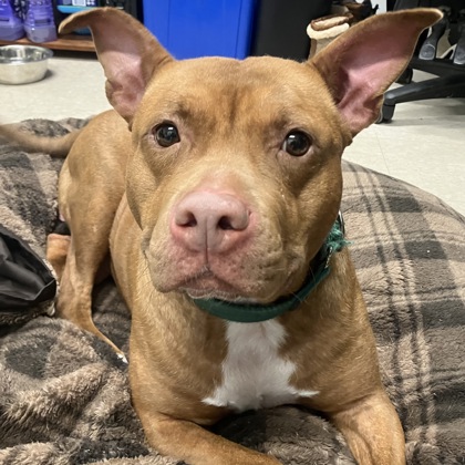 GINGERBREAD MAN - Mixed Breed, Large (over 44 lbs fully grown) / Mix available for adoption