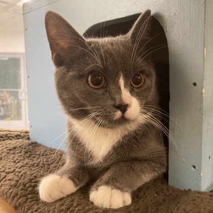 BAMBI - Domestic Shorthair / Mix available for adoption