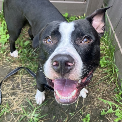 PANDA - Mixed Breed, Medium (up to 44 lbs fully grown) / Mix for adoption in Albany