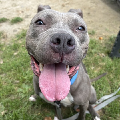 ELNINA - Mixed Breed, Large (over 44 lbs fully grown) / Mix available for adoption