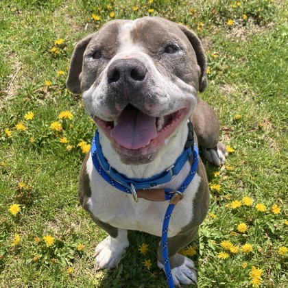 BLEU - Mixed Breed, Medium (up to 44 lbs fully grown) / Mix available for adoption