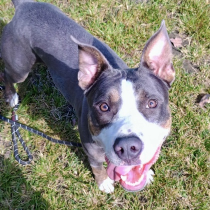 BABYLON - Mixed Breed, Large (over 44 lbs fully grown) / Mix available for adoption
