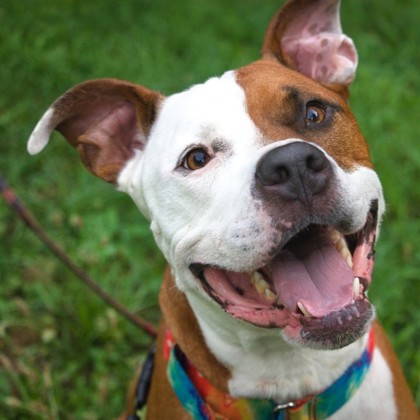 WILLIKERS - Mixed Breed, Large (over 44 lbs fully grown) / Mix available for adoption