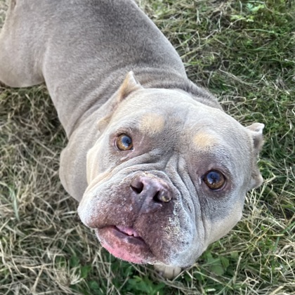 FIONA - Mixed Breed, Medium (up to 44 lbs fully grown) / Mix available for adoption