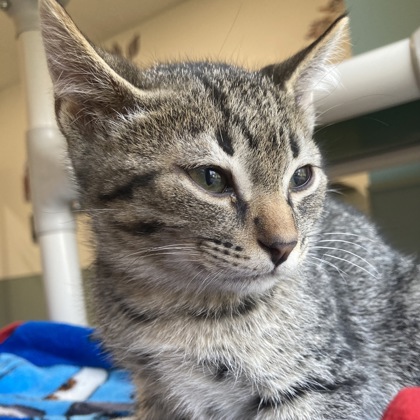 COBWEB - Domestic Shorthair / Mix available for adoption