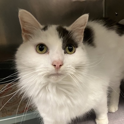 PEANUT - Domestic Longhair / Mix available for adoption