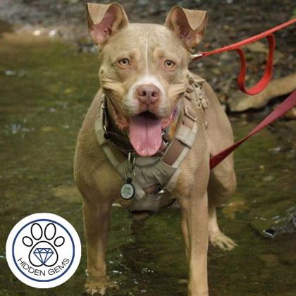 SLOANE - Mixed Breed, Large (over 44 lbs fully grown) / Mix available for adoption