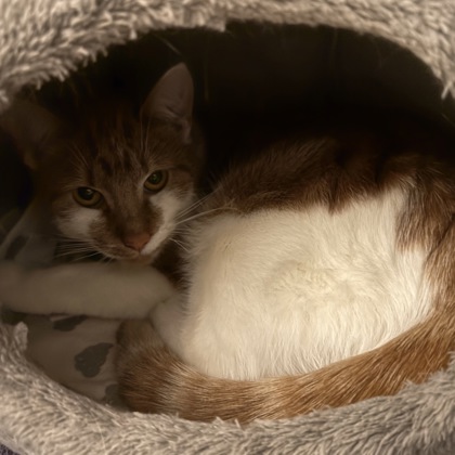BETTE MIDLER - Domestic Shorthair / Mix available for adoption