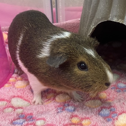ORIGAMI - Guinea Pig / Guinea Pig available for adoption