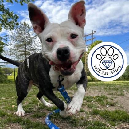 JASMINE - Mixed Breed, Large (over 44 lbs fully grown) / Mix available for adoption
