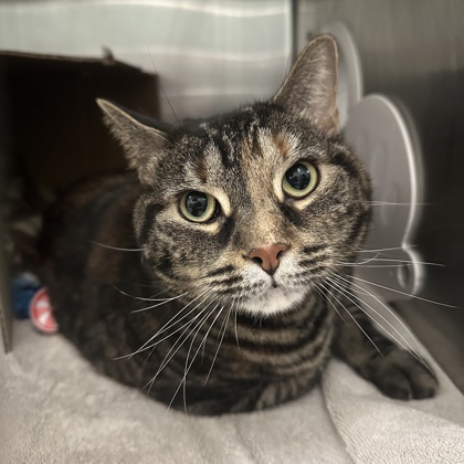 SUNNY - Domestic Shorthair / Mix available for adoption