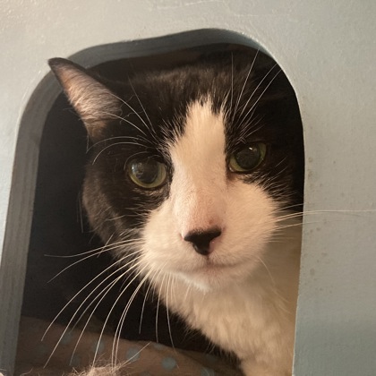 SYLVESTER - Domestic Shorthair / Mix available for adoption