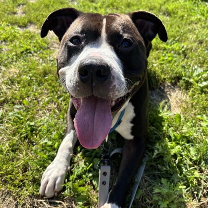 CHANCE - Mixed Breed, Large (over 44 lbs fully grown) / Mix available for adoption