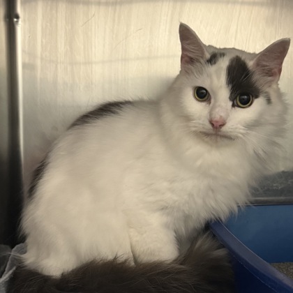 PEANUT - Domestic Longhair / Mix available for adoption