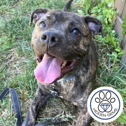 LYRA - Mixed Breed, Medium (up to 44 lbs fully grown) / Mix available for adoption