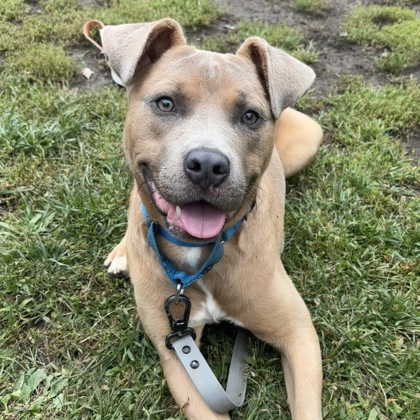 BECK - Mixed Breed, Medium (up to 44 lbs fully grown) / Mix available for adoption