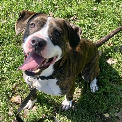 BURTON - Mixed Breed, Large (over 44 lbs fully grown) / Mix available for adoption