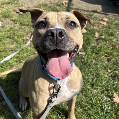 MABIL - Mixed Breed, Medium (up to 44 lbs fully grown) / Mix for adoption in Albany