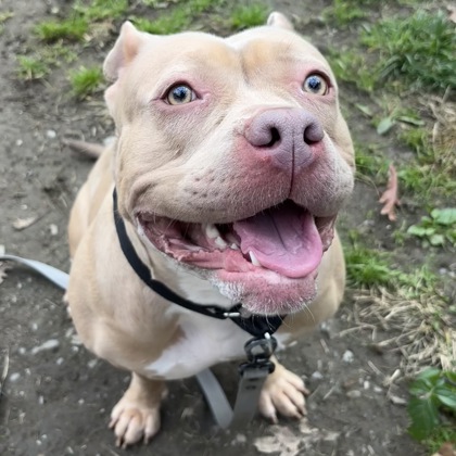 JESSICA - Mixed Breed, Large (over 44 lbs fully grown) / Mix available for adoption