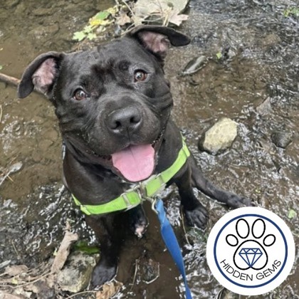 MOONLIGHT - Mixed Breed, Medium (up to 44 lbs fully grown) / Mix available for adoption