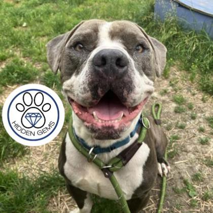 BLEU - Mixed Breed, Medium (up to 44 lbs fully grown) / Mix available for adoption