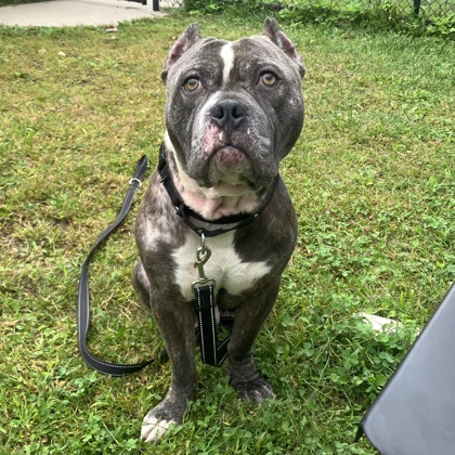 LINK - Mixed Breed, Large (over 44 lbs fully grown) / Mix available for adoption