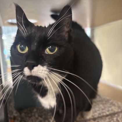 FIG - Domestic Shorthair / Mix available for adoption
